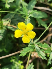 Potentilla erecta