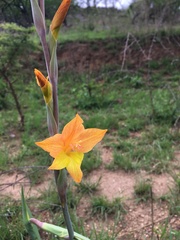 Gladiolus aurantiacus