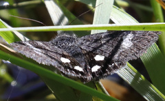 Litocala sexsignata