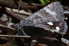 Litocala sexsignata