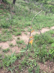 Gladiolus aurantiacus