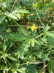 Potentilla erecta
