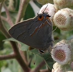 Electrostrymon hugon