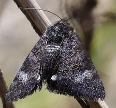 Litocala sexsignata