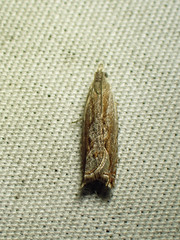 Ancylis diminuatana