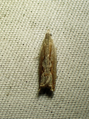 Ancylis diminuatana