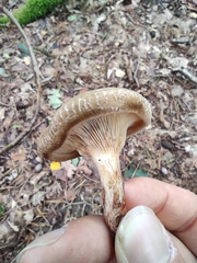 Paxillus involutus