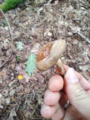 Paxillus involutus