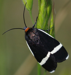 Pseudalypia crotchii