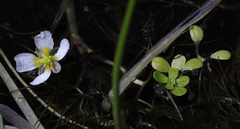 Ranunculus aquatilis