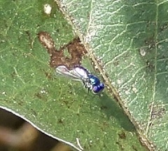 Condylostylus mundus