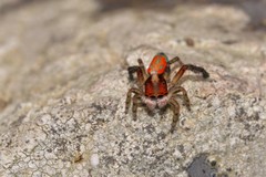 Maratus sylvestris