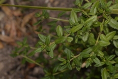 Gonocarpus oreophilus