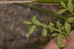 Gonocarpus oreophilus