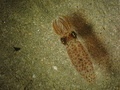 Loliginidae