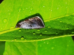 Galgula