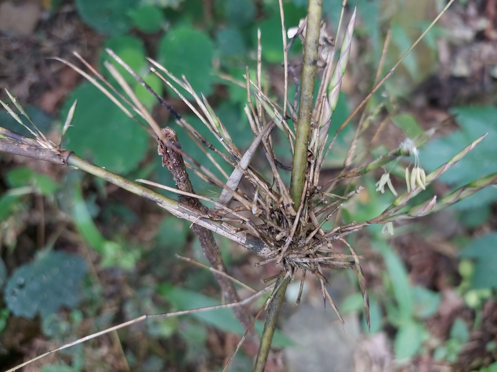Neomicrocalamus andropogonifolius