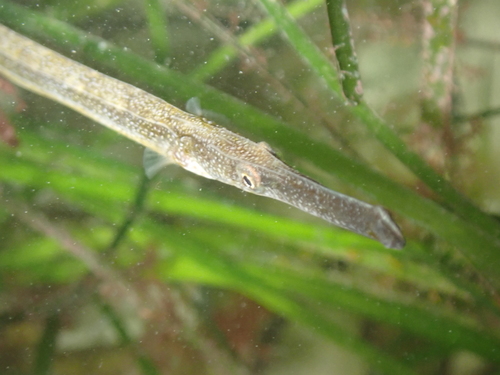 Figure 1 from Presence of the broad-nosed pipefish (Syngnathus