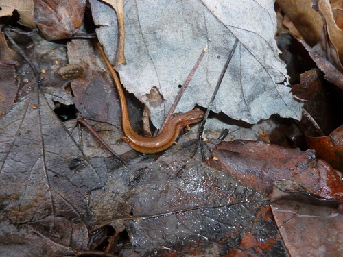 Chamberlain's Dwarf Salamander