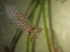 Loliginidae