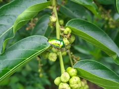 Calliphara