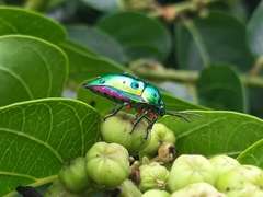 Calliphara