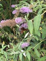 Aglais io
