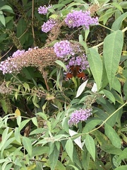 Aglais io