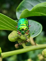 Calliphara