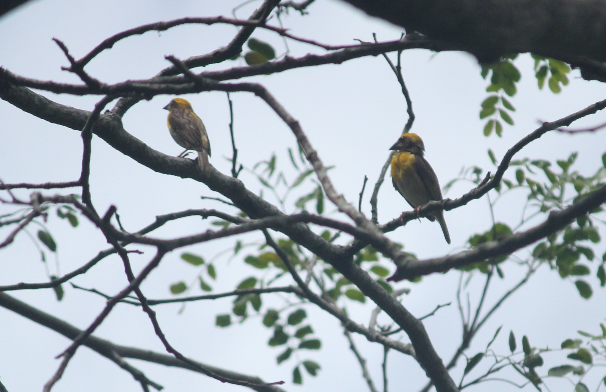 Baya Weaver