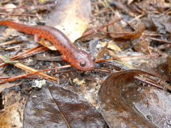 Pseudotriton montanus montanus
