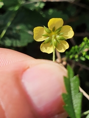 Potentilla erecta