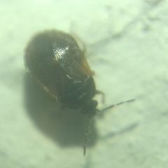 Brachysteles parvicornis