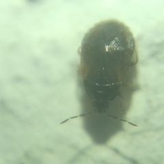 Brachysteles parvicornis
