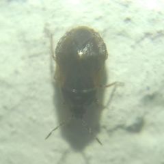 Brachysteles parvicornis