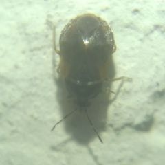 Brachysteles parvicornis
