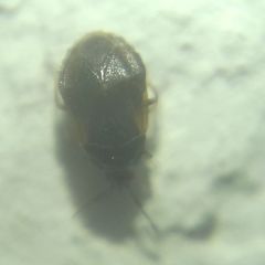 Brachysteles parvicornis