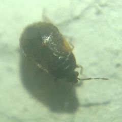 Brachysteles parvicornis