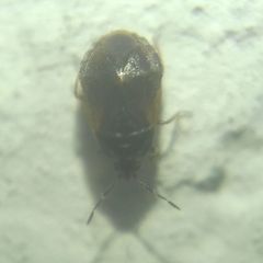 Brachysteles parvicornis
