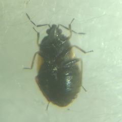Brachysteles parvicornis