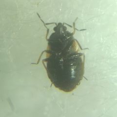 Brachysteles parvicornis