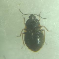Brachysteles parvicornis