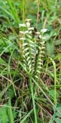 Spiranthes magnicamporum