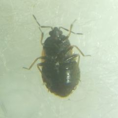 Brachysteles parvicornis