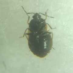 Brachysteles parvicornis