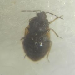 Brachysteles parvicornis