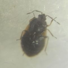 Brachysteles parvicornis