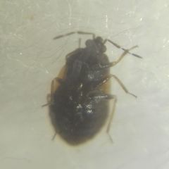 Brachysteles parvicornis