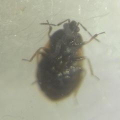 Brachysteles parvicornis