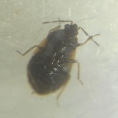 Brachysteles parvicornis